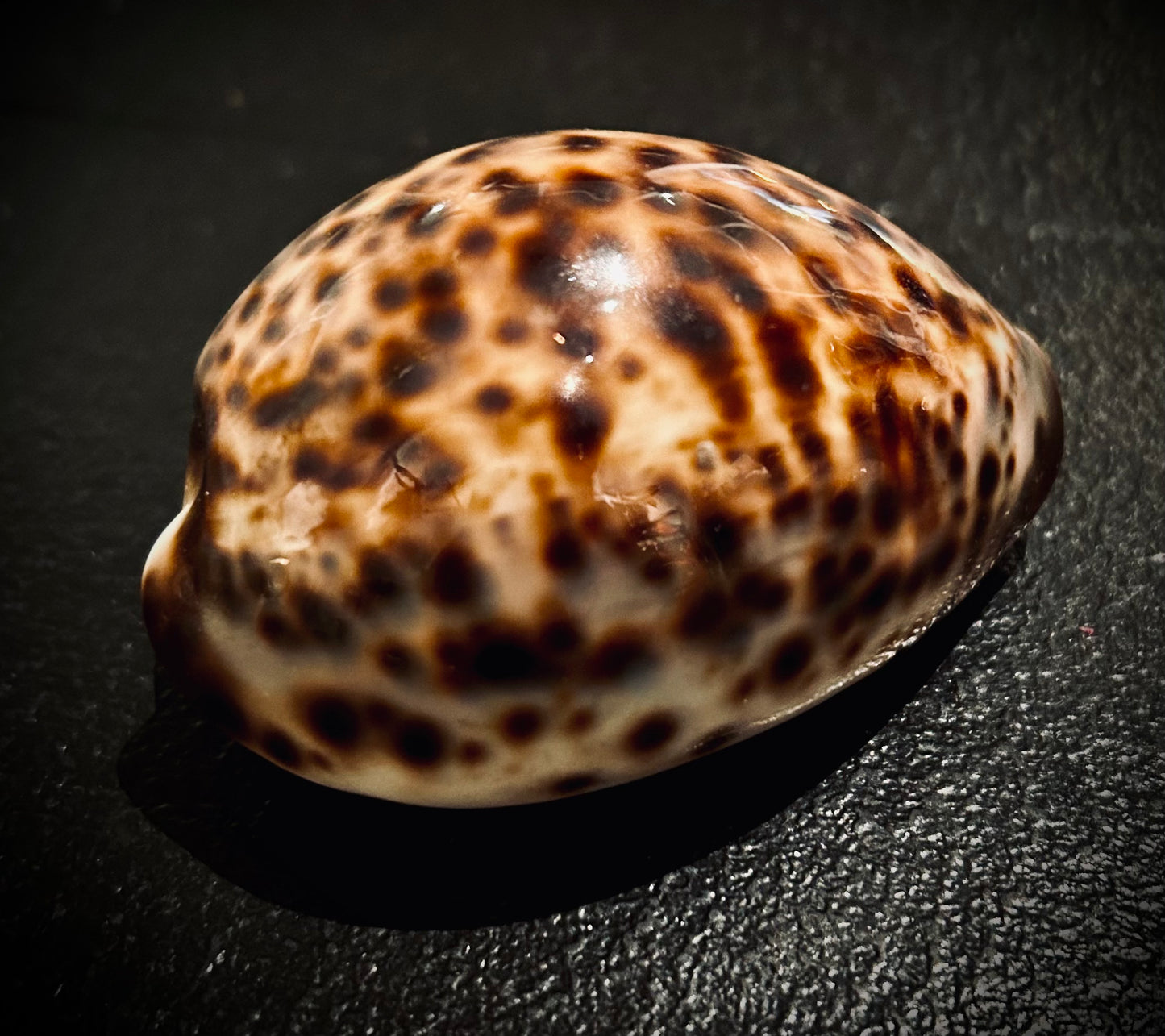 Cowrie Shell