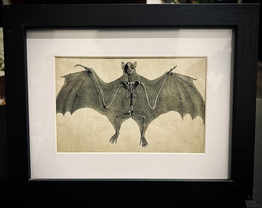 Framed Print - Bat skeleton