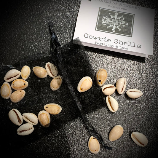 Cowrie Shell Kit
