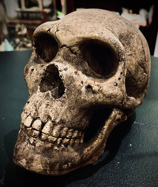 Neolithic Human Skull Replica