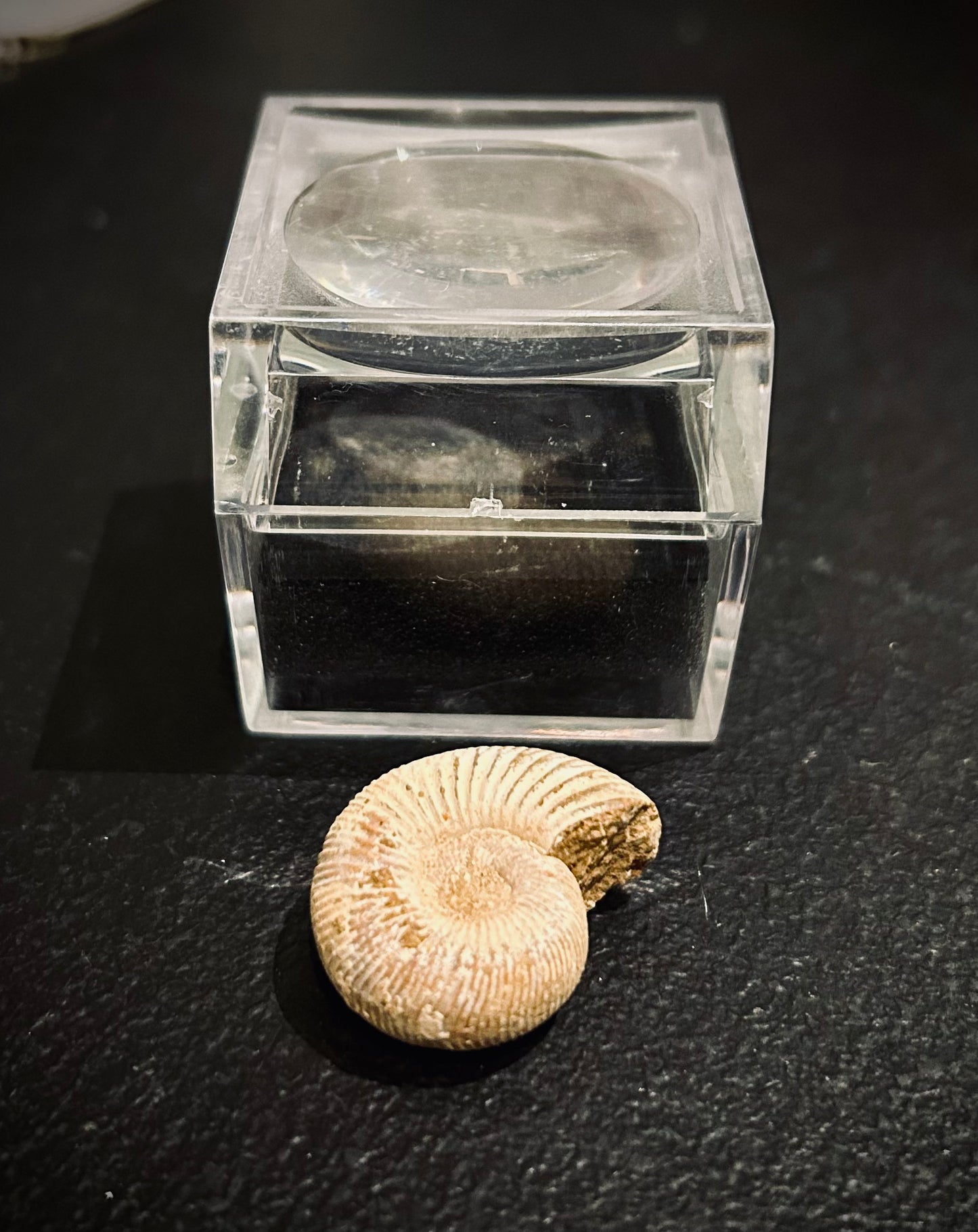 Fossil Ammonite - Box