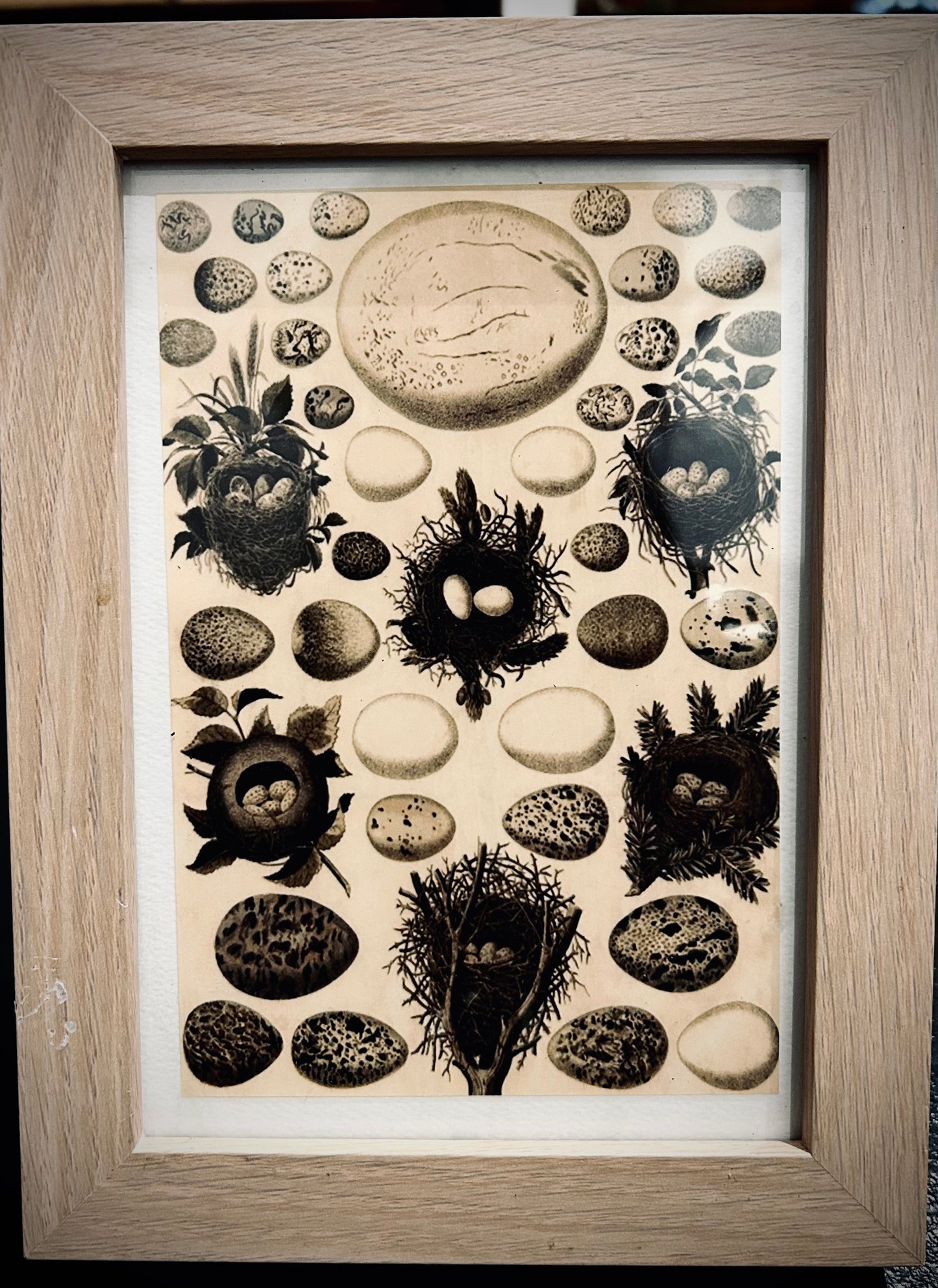 Framed print - Eggs