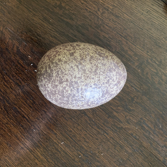 Emu  Egg - Speckled
