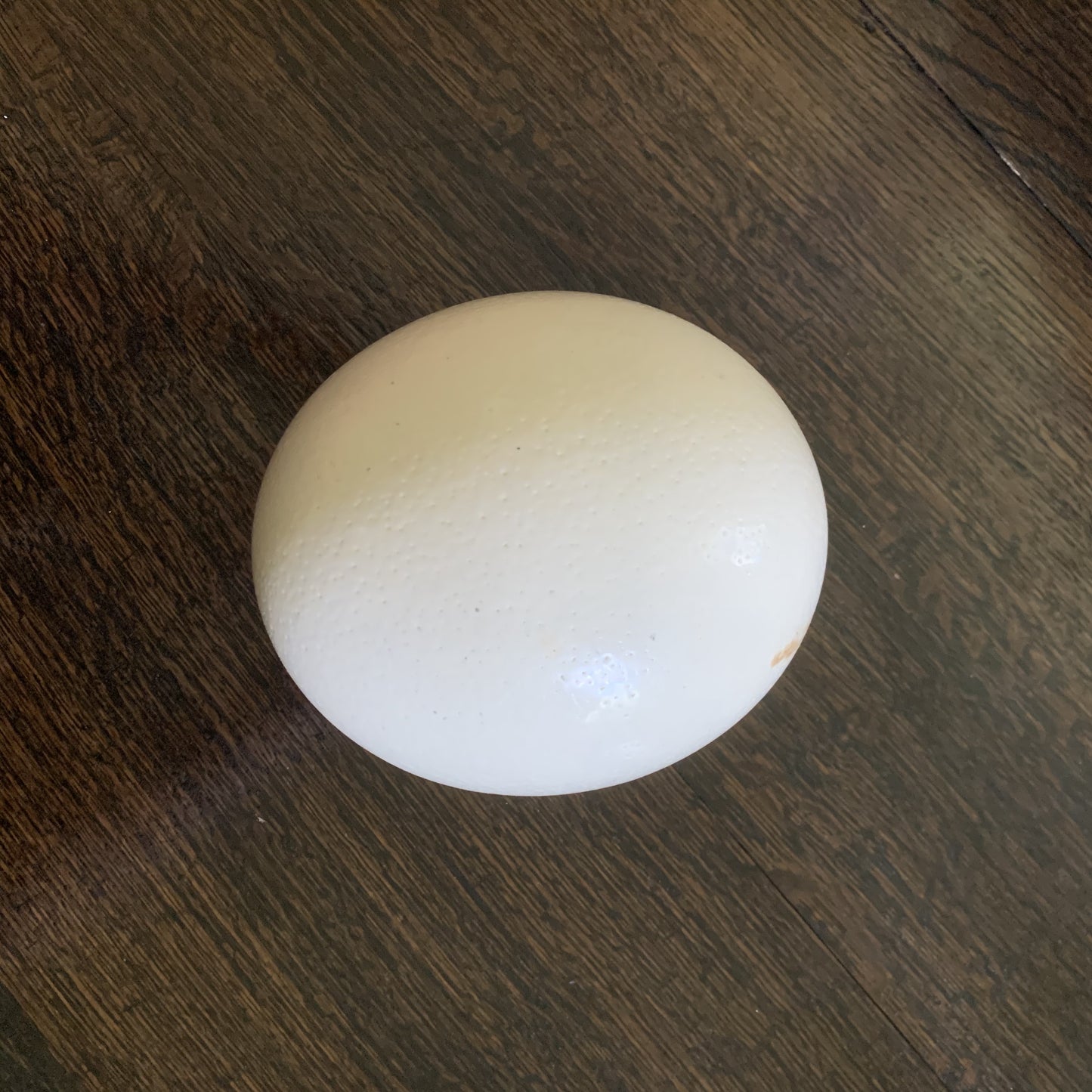 Ostrich Egg with Pillow - White