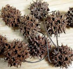 Witches Burrs - Sweet Gum